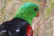 Red-winged Parrot (Aprosmictus erythropterus)